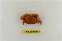 藏品(平背蜞)的圖片